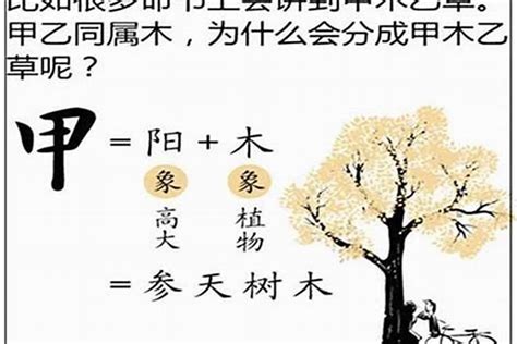 甲木 乙木|八字十天干详解——甲木